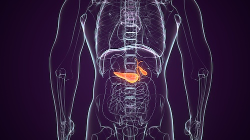 illustration of a body with gallbladder highlighted