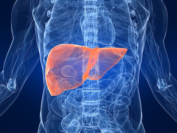 3D illustrated liver