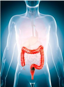 illustration of body with colon highlighted