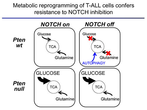 metabolic reprogramming figure