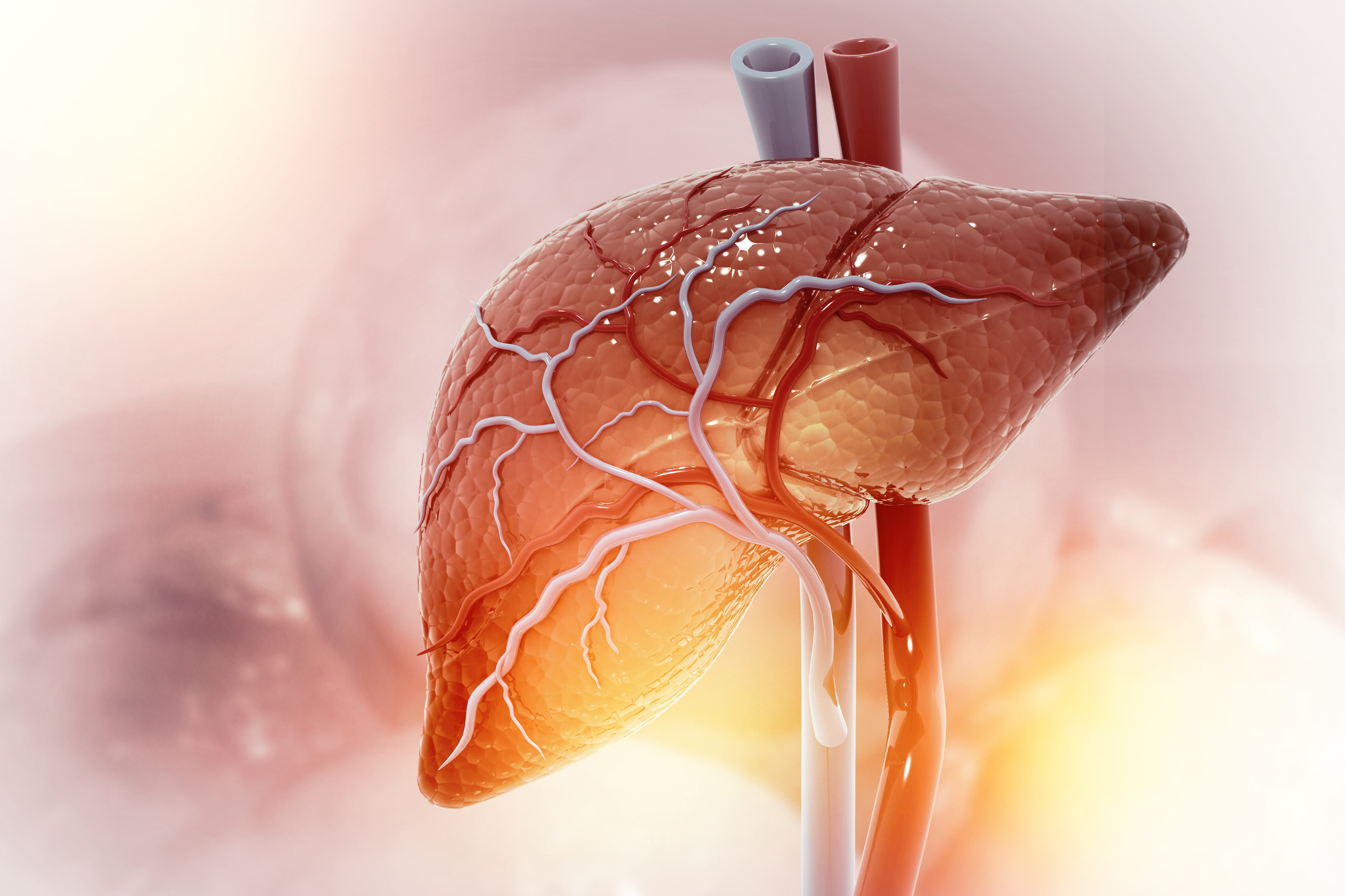 Model of human liver