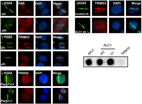 TRIM33-DNA damage