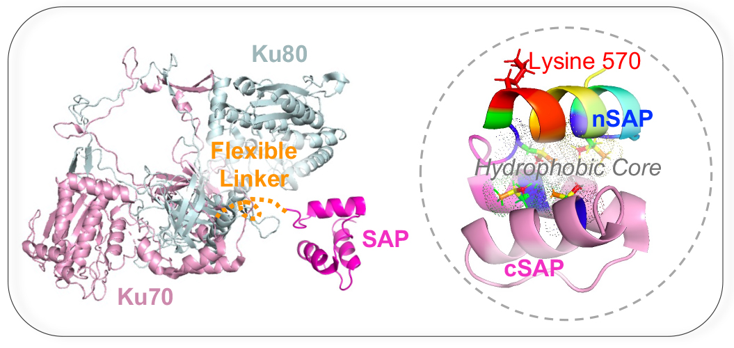 structure of the human Ku70/Ku80 (Ku) heterodimer, with Ku70 shown in pink and Ku80 in gray. A flexible linker (orange) extends from the N-terminal of Ku70 and connects to its C-terminal SAP domain (magenta), which is outside of the Ku dimer. To the right, a detailed view of the Ku70 SAP domain emphasizes its structural features, including the hydrophobic core, with key regions labeled as nSAP (rainbow spectrum) and cSAP (pink), and the lysine residue 570 marked in red.