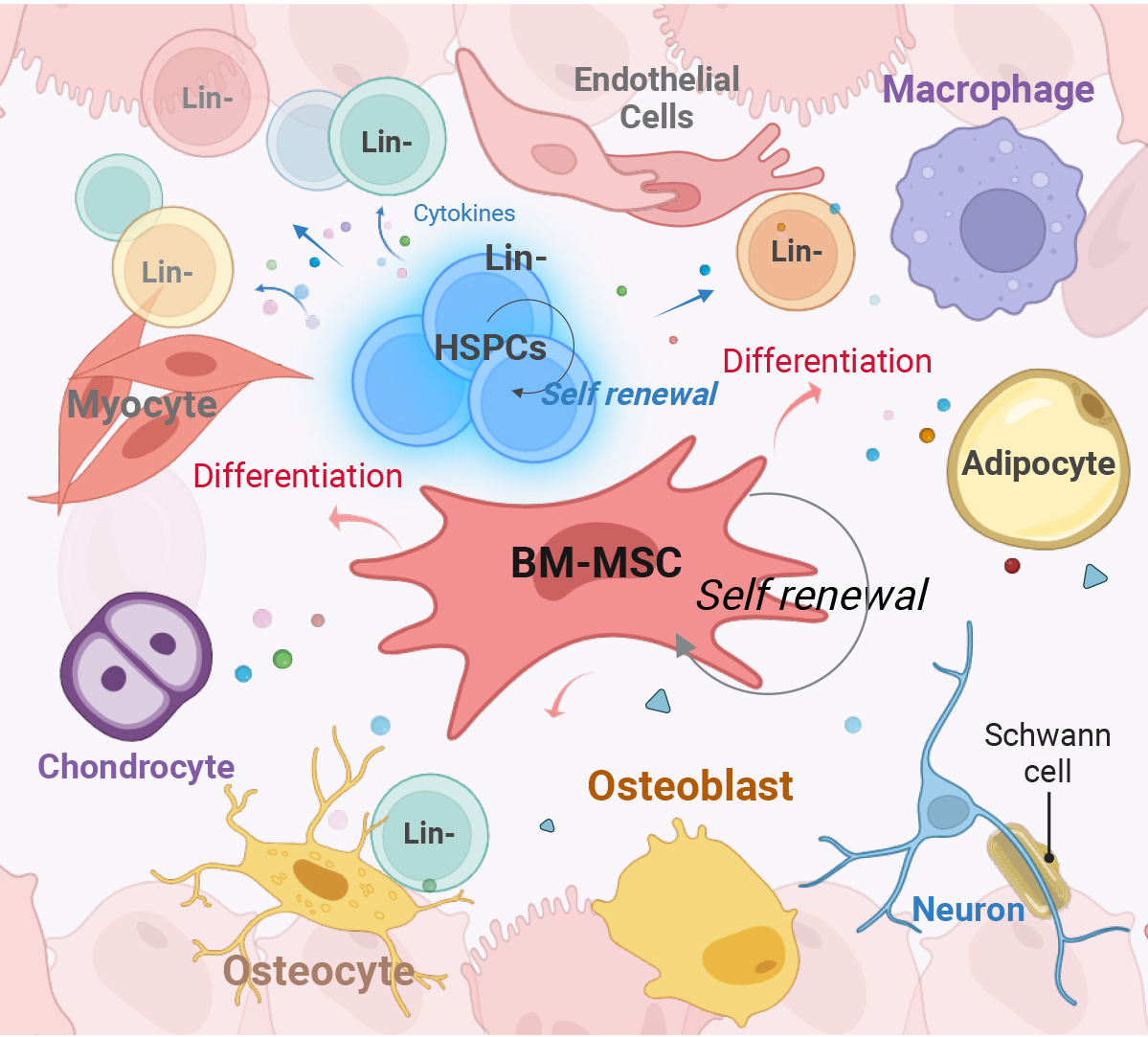 cellular composition of the bone marrow (BM) niche, highlighting key cell types that support hematopoiesis. Hematopoietic stem and progenitor cells (HSPCs) are shown in the center, with surrounding niche cells such as mesenchymal stem/stromal cells (MSCs), endothelial cells, macrophages, adipocytes, osteoblasts, osteocytes, Schwann cells, and neurons. Interactions within the niche, including cytokine signaling, differentiation pathways, and self-renewal processes, are depicted